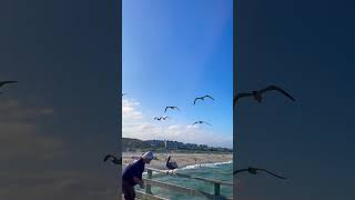 Pelican accepting fish offering and seagulls waiting for their turns #nature #fishing #seagull