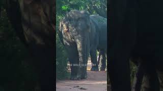 This is what a sanctuary for elephants in Sri Lanka look like#shorts