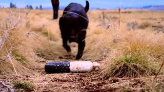 Working Man's Retriever Lining Drill