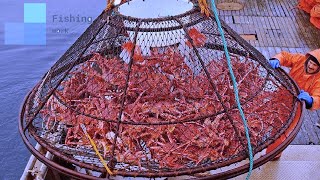 Awesome Big Alaska King Crab Fishing on The Sea ||  Traditional Net Catch Fishing in The Sea