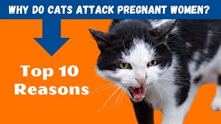 Why Do Cats Attack Pregnant Women (10 Reasons)