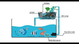 AQUAPONICS: Các thành phần thiết yếu của hệ Aquaponics P3- 鱼菜共生的基本组成部分