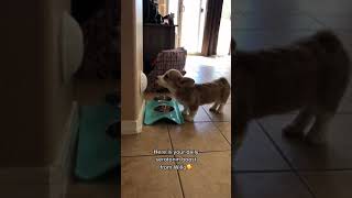 Corgi Puppy Mood Booster | Willo the Corgi Howls While Eating