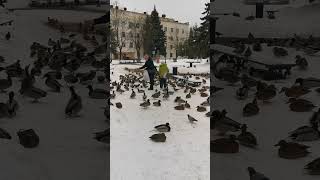 Утиный перекус, сытые уточки. Duck snack, well-fed ducks.#забавныеживотные #утки #дикиутки #птицы