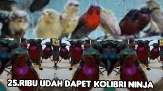 25.RIBU UDAH DAPET KOLIBRI NINJA....