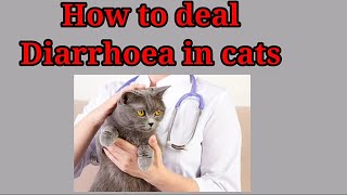 HOW TO DEAL DIARRHOEA IN CATS