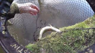 UK Canal Fishing - searching for Pike in a new venue - Lure fishing for Pike