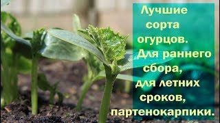 Лучшие сорта огурцов. Для раннего сбора, для летних сроков, партенокарпики .