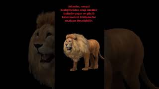 #leo  #viralvideo #hayvanlar #animals  #bunlarıbiliyormuydunuz #shorts #aslan