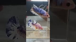 kumpulan betina cupang siap bertelur #cupang #ikan #aquarium #betta #bettafish #bettaindonesia