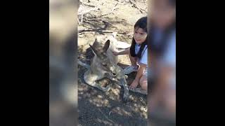 brian feeding a massive kangaroo