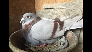 Pigeon Tips #pigeon #pigeonracing #kalapati #kalapatids #kabootar #kabutar #duiven #paloma