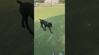 Cane Corso puppy transformation.