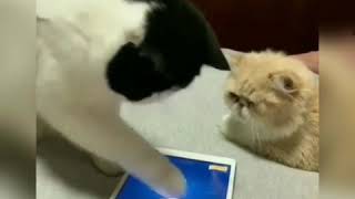 Funny video prikol cat dog uzbek