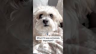 Can Luna keep a secret? #funnyanimals #dogs #doglover