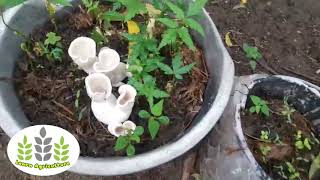 Mushroom cultivation|காளான் வளர்ப்பு|Learn agriculture