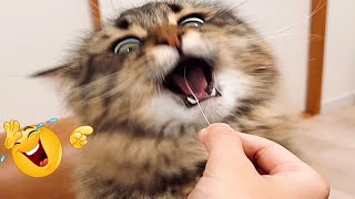 Самые Смешные Видео с Животными 🤣 - Приколы с котами и собаками 2023 года 😺😍