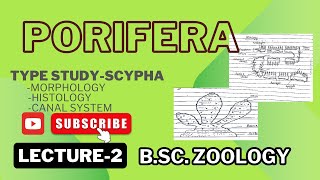 TYPE STUDY - Scypha (Sycon) | Morphology | Canal system | Notes in description.