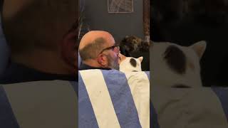 When Your Cat Has A Favorite ❤️ #shorts #shortvideo #short #cat #catvideos #funny #kitten