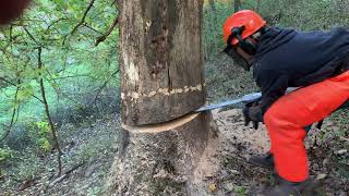 Sounds Of a Big Tree Falling