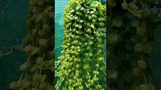 Tangled Heart Plant #hanging #gardening  #shorts #youtubeshorts #shortvideo