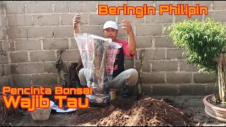 Cara Tanam Bonsai Beringin Philipin