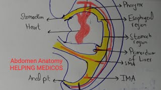 Esophagus+Stomach | GIT Development | Part 1