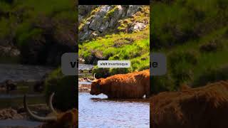 Discover the Breathtaking Beauty of the Scottish Highlands 🏔️🐑 #scotland #highlands #nature #shorts