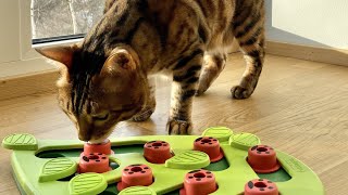 Bengal cat testing cat toy by Nina Ottosson- Cat Puzzle game