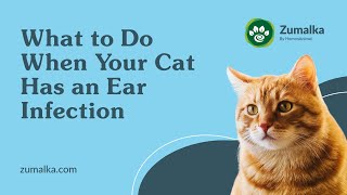 What To Do When Your Cat Has An Ear Infection