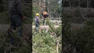 Teaching the younger generation tips & tricks tree tension don't get the chainsaw pinched