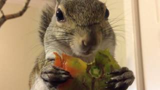 She loves a fresh-picked tomato!