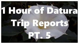 1 Hour of Datura Trip Reports Part 5