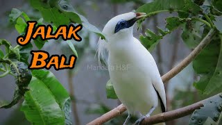 Jalak Bali