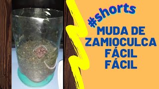 #Shorts Mudas de Zamioculca Fácil Fácil