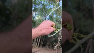 Wild Asparagus, Greenbrier, Smilax. Canopy Forage. Off-grid Homestead. Survival, Bushcraft, Prepper