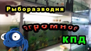 Рыборазводня с огромным КПД. Часть 1.