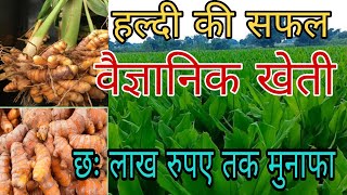 हल्दी की खेती। Haldi ki kheti kaise karen। Turmeric pharming। Haldi ki kheti।