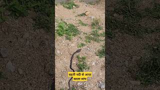 बहती खारी नदी में आया काला सांप #snake #prank