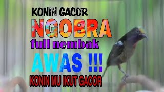 pancingan konin//konin gacor full isian nembak tajam//cocok untuk pancingan konin bahan & ijoan