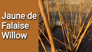 Jaune de Falaise Willow