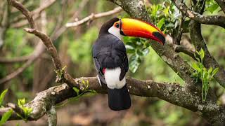 Facts About Toco Toucan