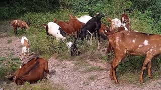 Goats living in the mountains eat grass very well even in the rainy season @ wildlife sanctuary