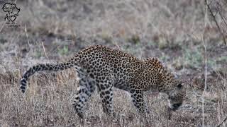 Leopard catching and feeding on a Squirrel