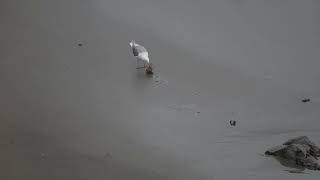 Western Gull with crab, 7/2/22 part 1