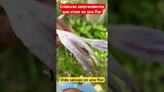 Criaturas sorprendentes que jamás has visto viven en una flor 🌺 vida salvaje #video #viral