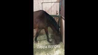 Zappa the horse's full session with Animal Chakra Awareness Cards