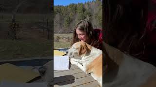 School on the porch #2024 #homeschooling #school #dog