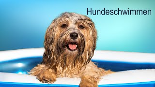 Hundeschwimmen und Schwimmtherapie für Hunde – ist das sinnvoll?