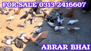 Abrar bhai | full fighter Gola pigeon | Gola kabootar cages | desi kabootar